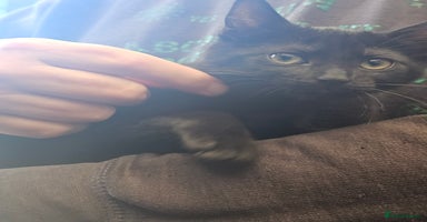 Mixed Breed cats - Advert 2
