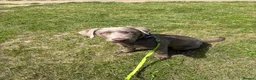 Labrador Retriever dogs for sale: Sliver Labrador.  in London - Advert 4