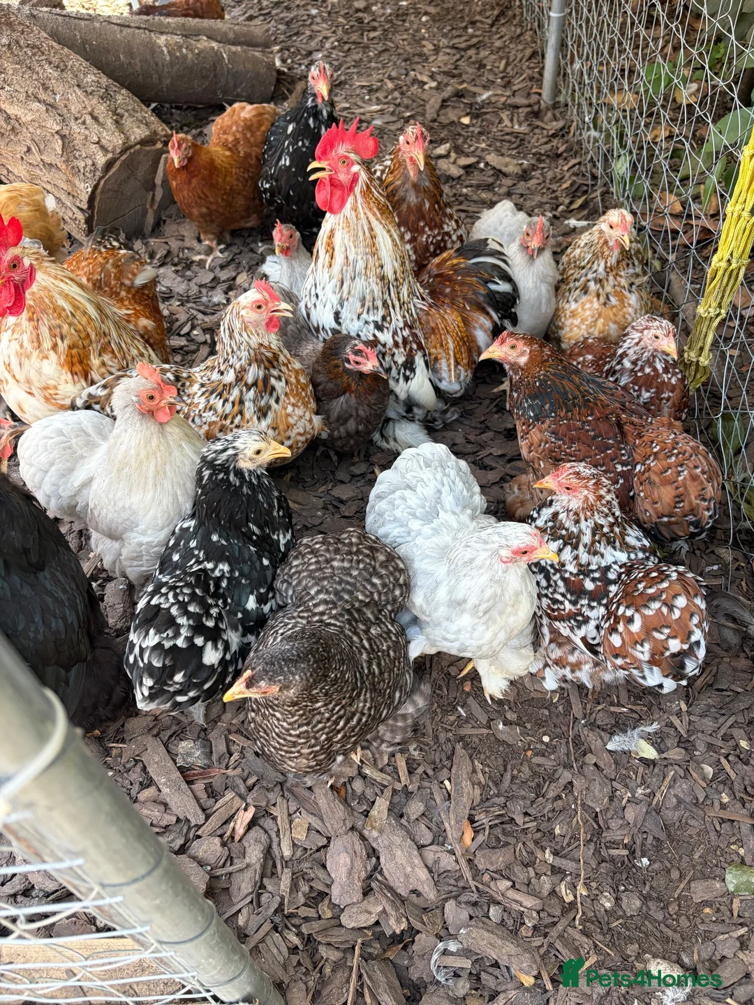 Chickens poultry for sale: Pekin pullets for sale  - Advert 1