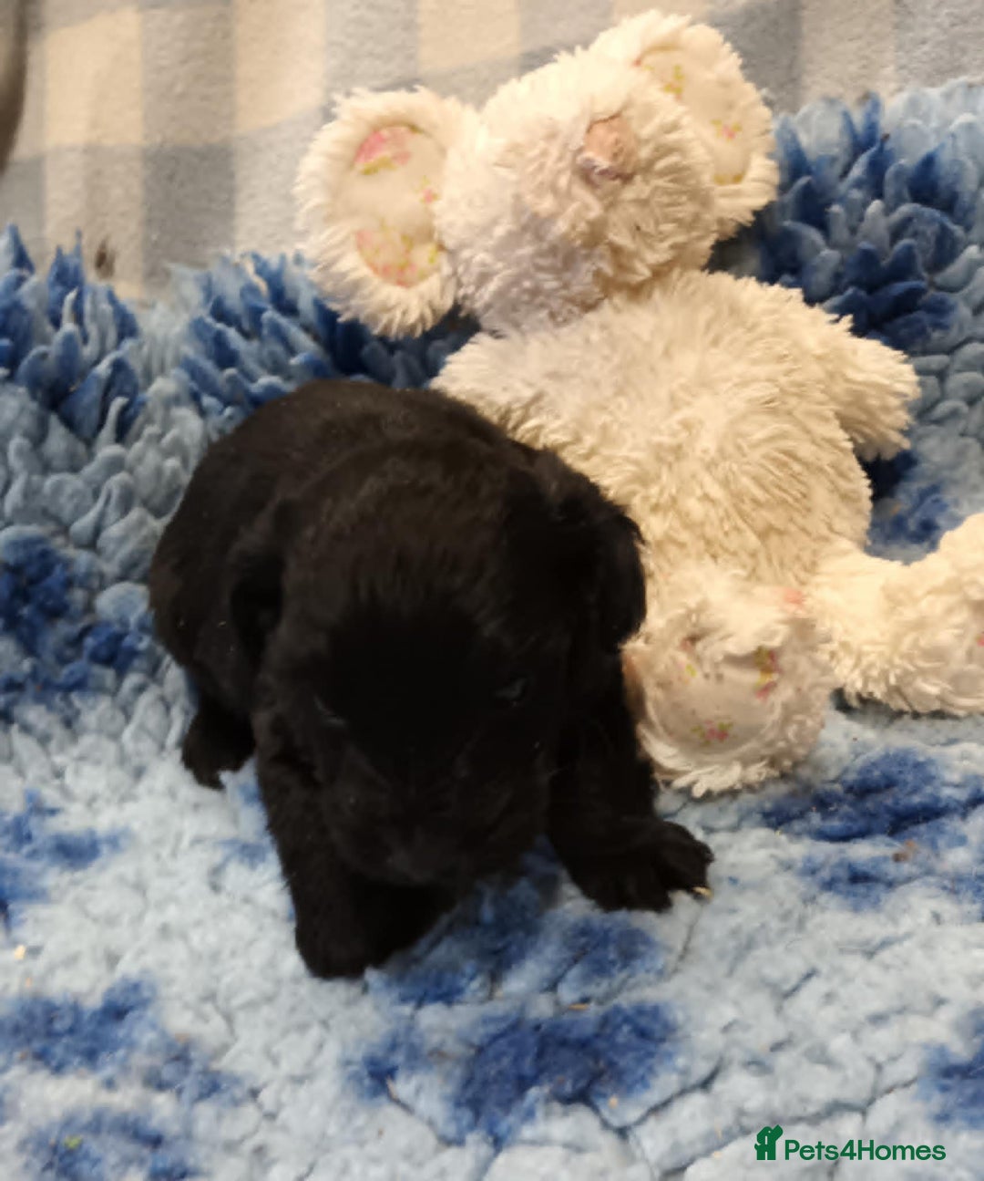 Cockapoo dogs for sale: 2 LITTLE COCKAPOO GIRLS LOOKING FOR NEW HOMES - Advert 9