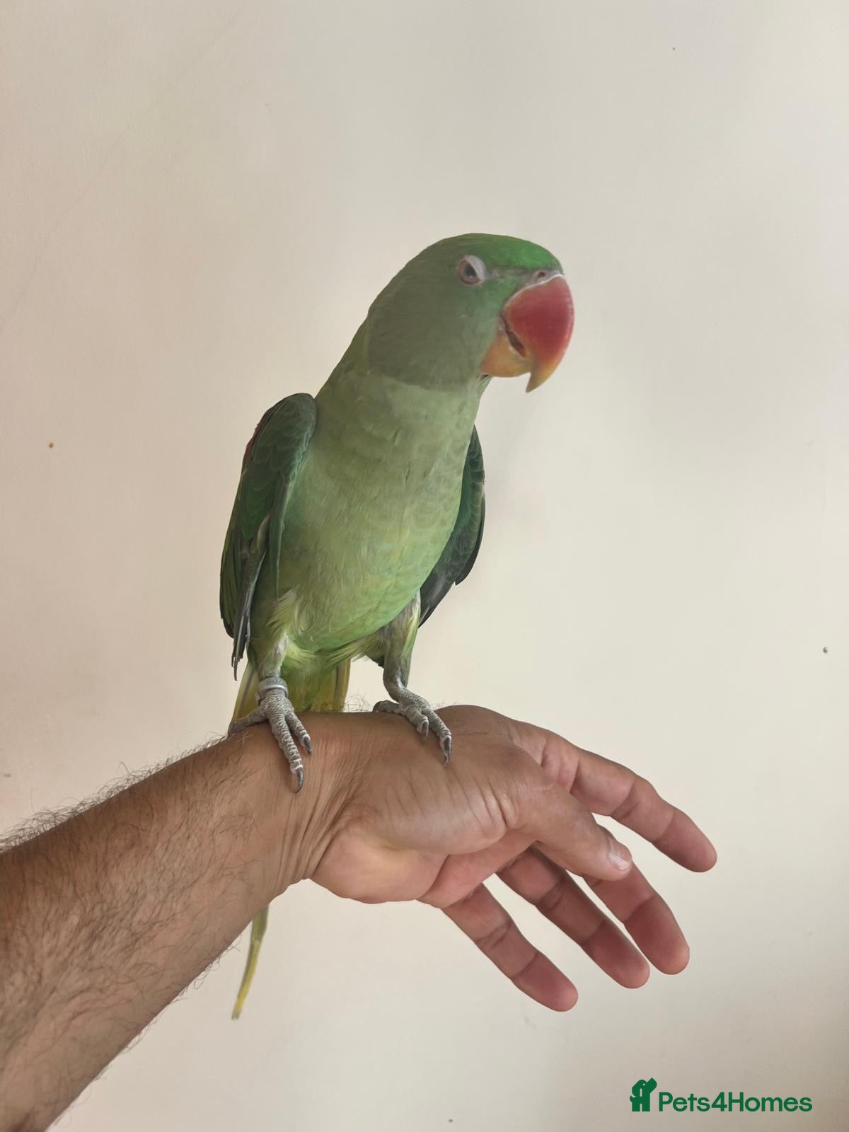 Parrots birds Alexander Parrot  - Advert 7