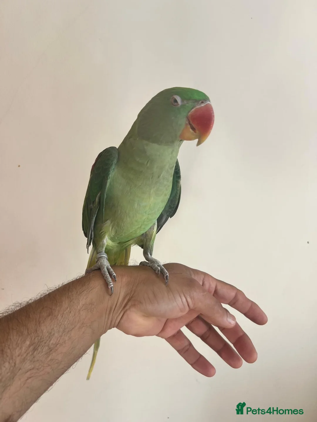 Parrots birds for sale: Alexander Parrot  in Burton-on-Trent - Advert 1