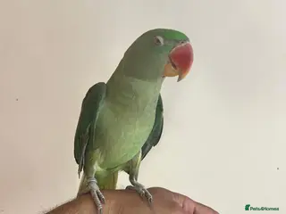 Parrots birds Alexander Parrot - Advert 2