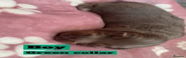 Miniature Dachshund 2 green collar 