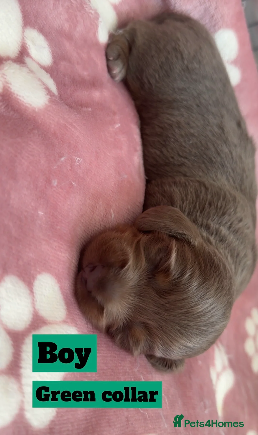 Miniature Dachshund dogs for sale: Short&Longhaired Miniature dachshund pups❤️ - Advert 2