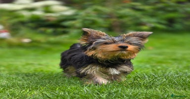 Yorkshire Terrier dogs in Johnstone - Advert 12