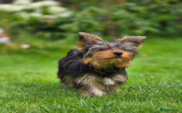 Yorkshire Terrier dogs in Johnstone - Advert 7