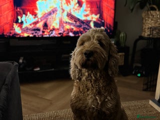 Australian Labradoodle dogs Quality Multigen Australian Labradoodle Puppies - Advert 2