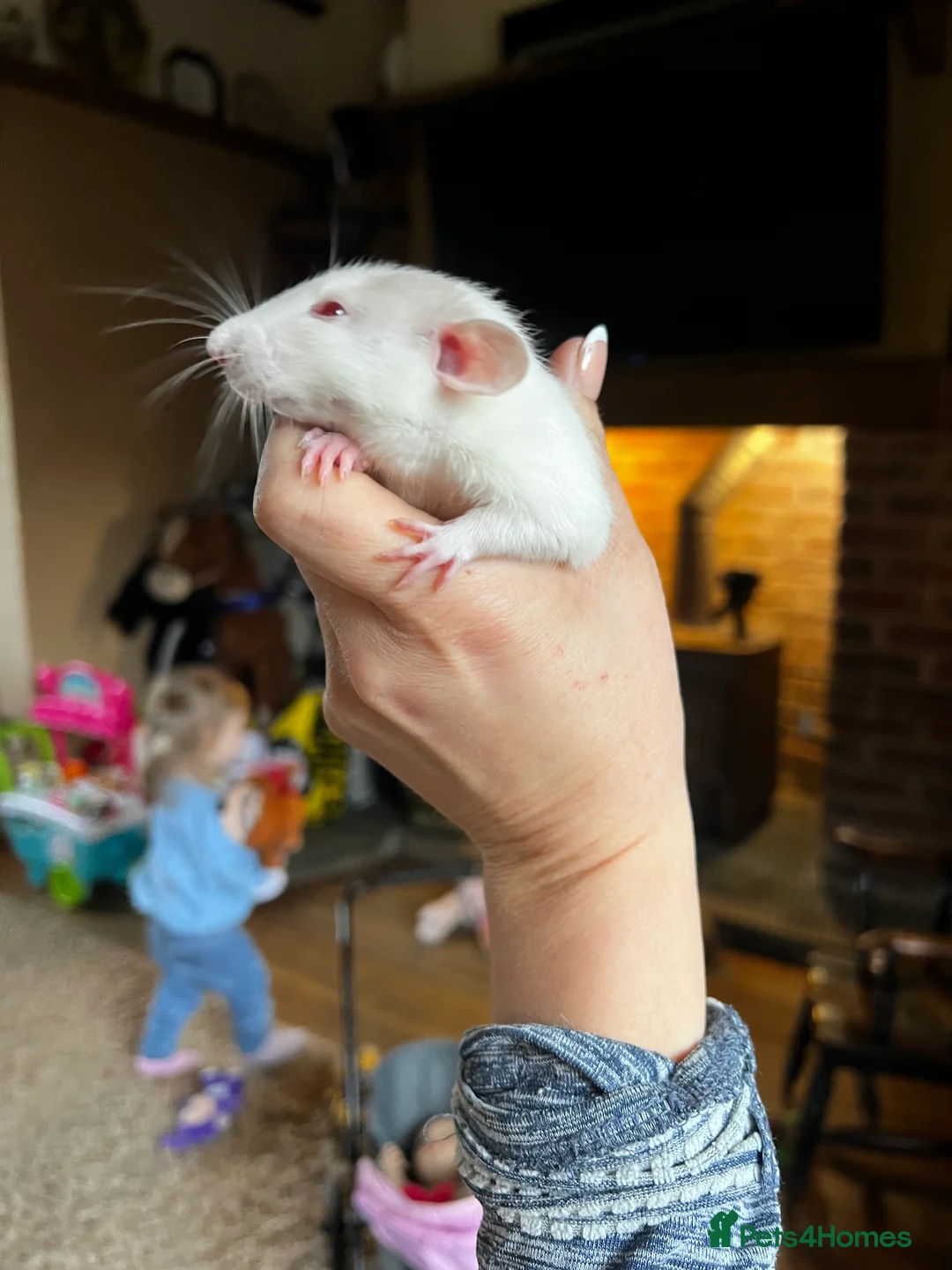 Rat rodents for sale: Dumbo x rats for sale - Advert 5