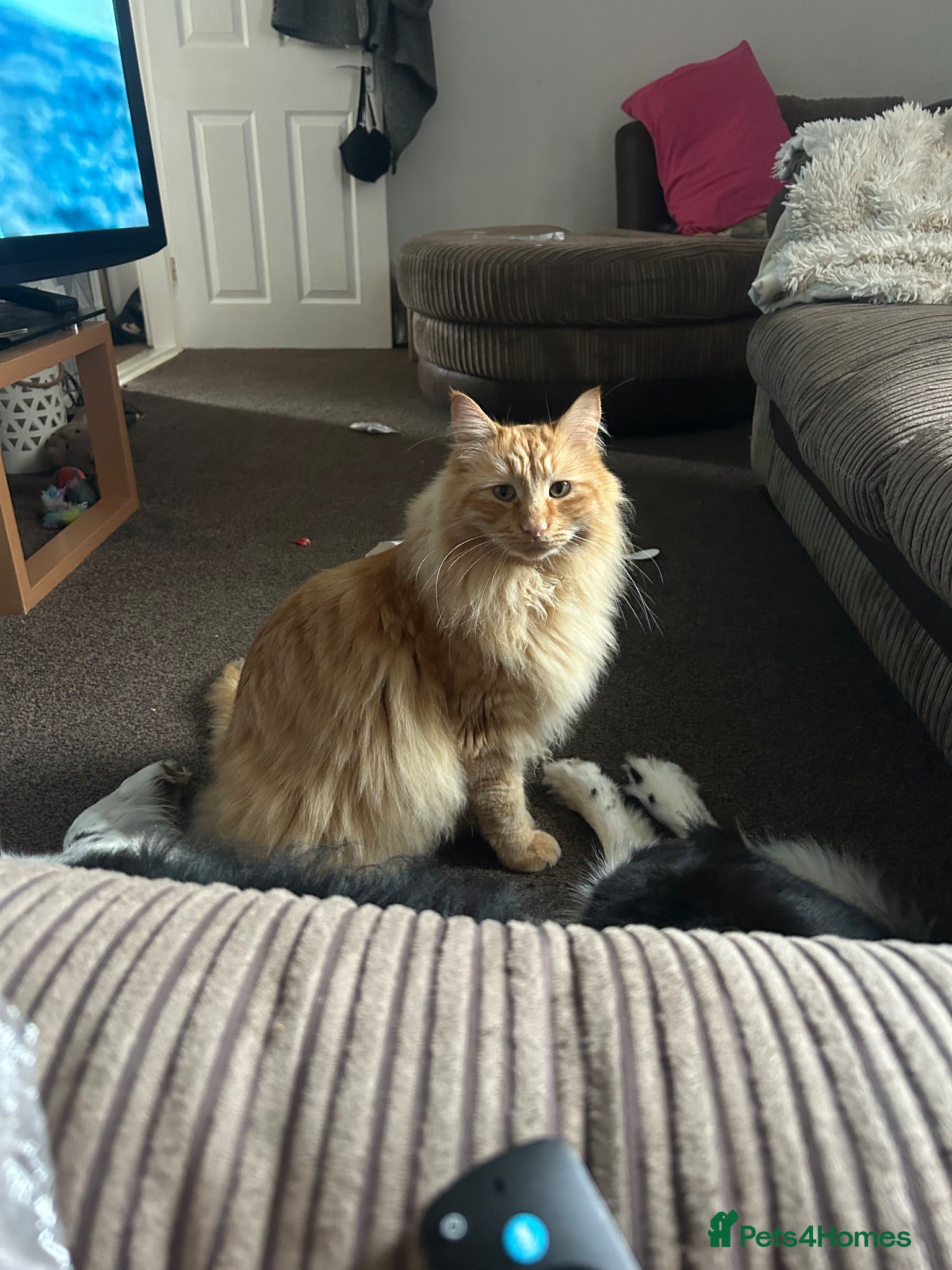 Maine Coon cats Maine coon for sale to best home.  - Advert 4
