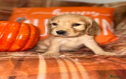 Cocker Spaniel dogs for sale: 🧡💛❤️Stunning KC Show Cocker Spaniels❤️🩷🧡 - Image 7