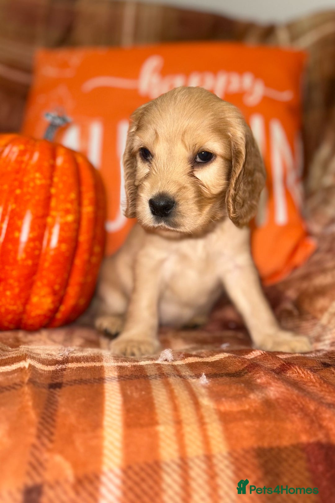 Cocker Spaniel dogs for sale: 🧡💛❤️Stunning KC Show Cocker Spaniels❤️🩷🧡 - Image 7