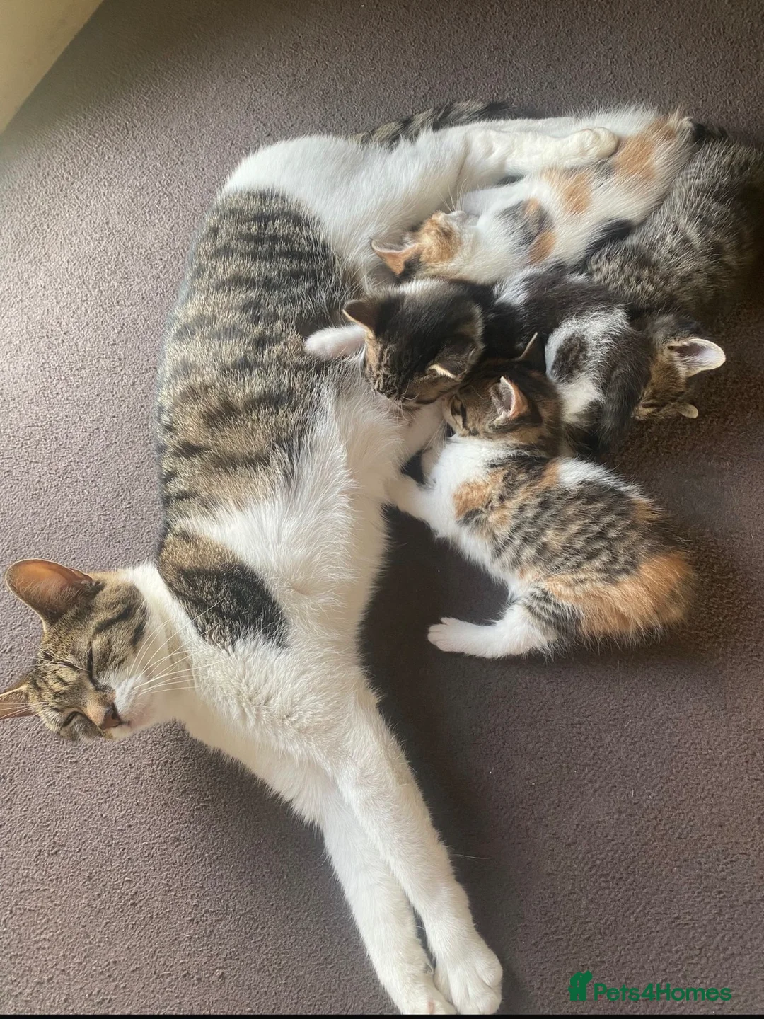 Mixed Breed cats for sale: Beautiful kittens looking for their forever home  - Advert 2