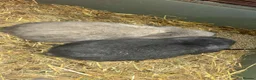 Mini Lop rabbits for sale: Mini lop babies  - Advert 2