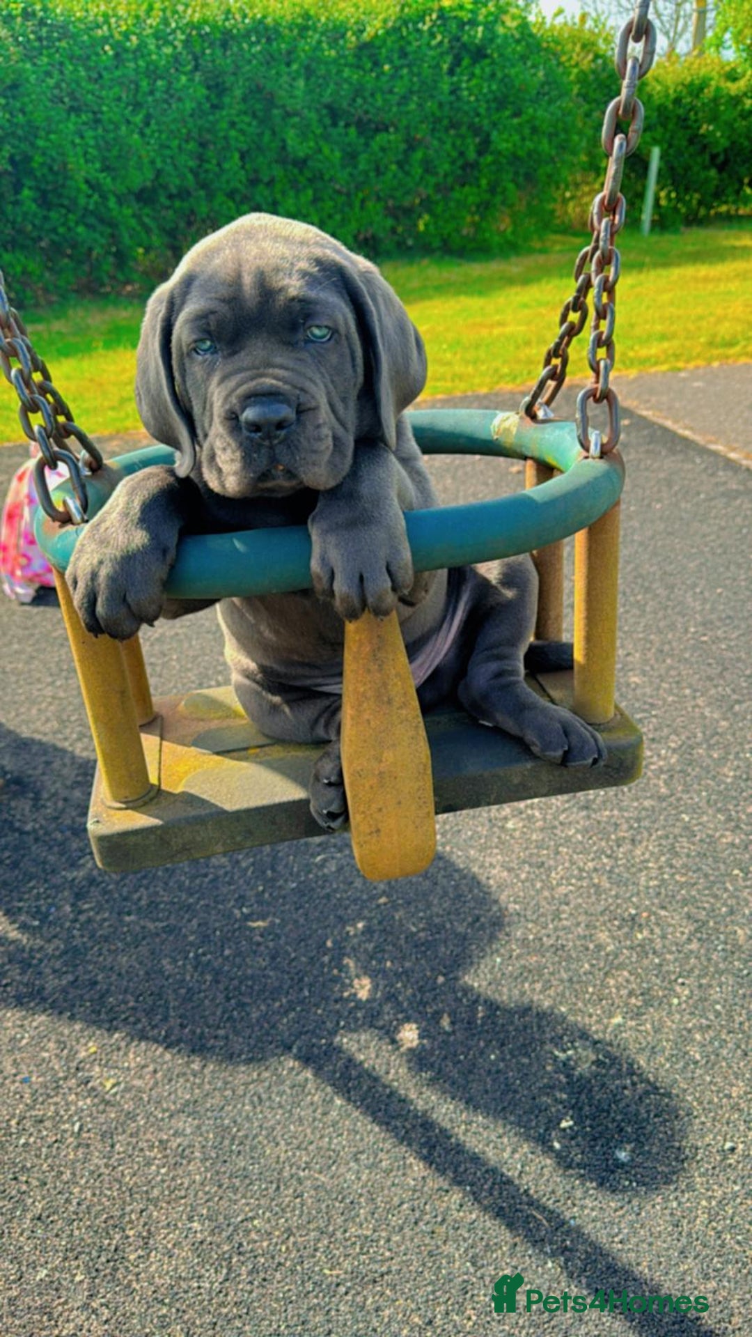 Cane Corso dogs for sale: Cane corso Rex 5 months old  - Image 9