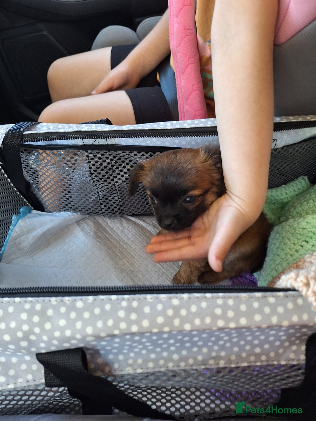 Chug dogs for sale: Chug Female 3 months old. Needs new home. - Image 4