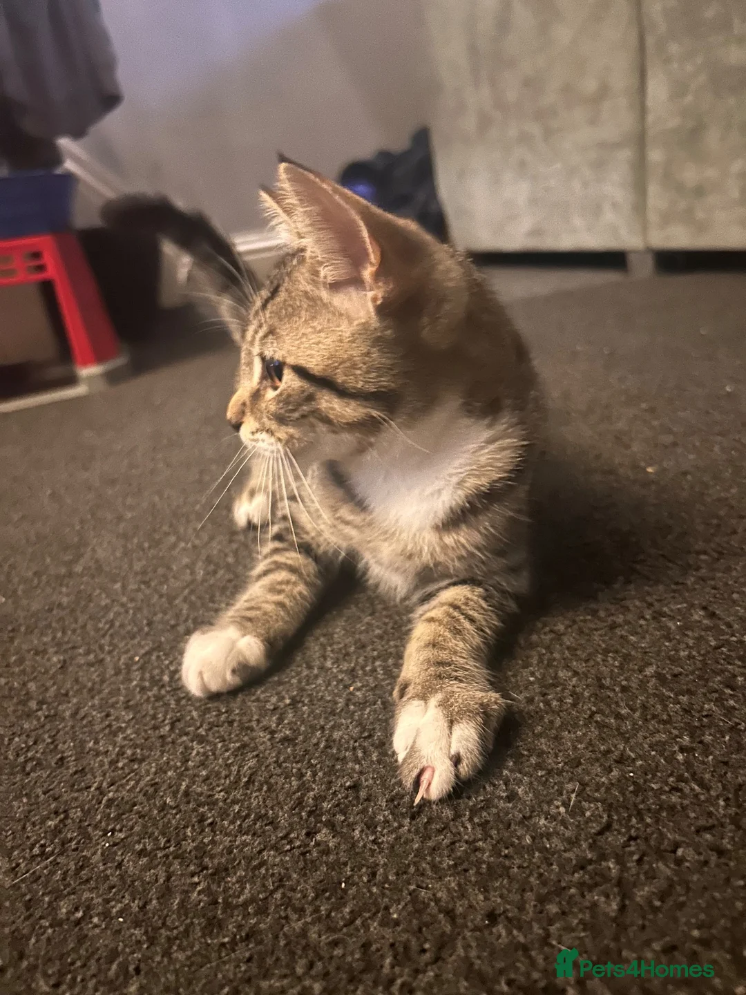 Mixed Breed cats for sale: Beautiful Male Tabby  in Lancaster - Advert 4