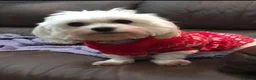 Maltese dogs for sale: Adult maltese - Advert 4