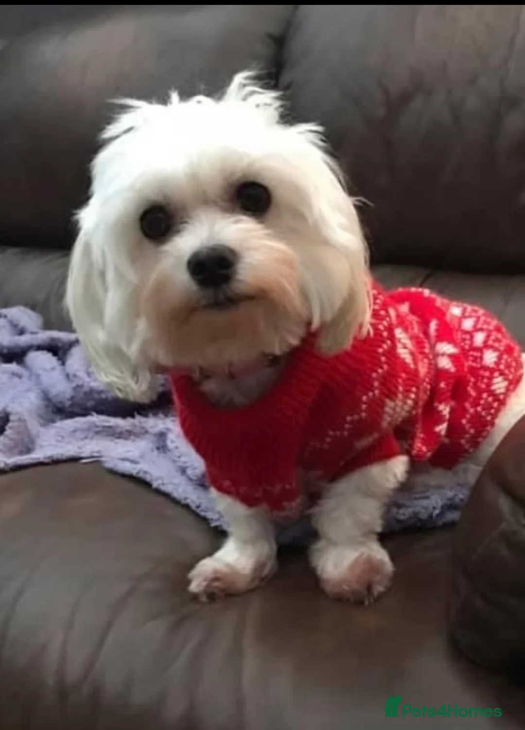 Maltese dogs for sale: Adult maltese - Advert 4