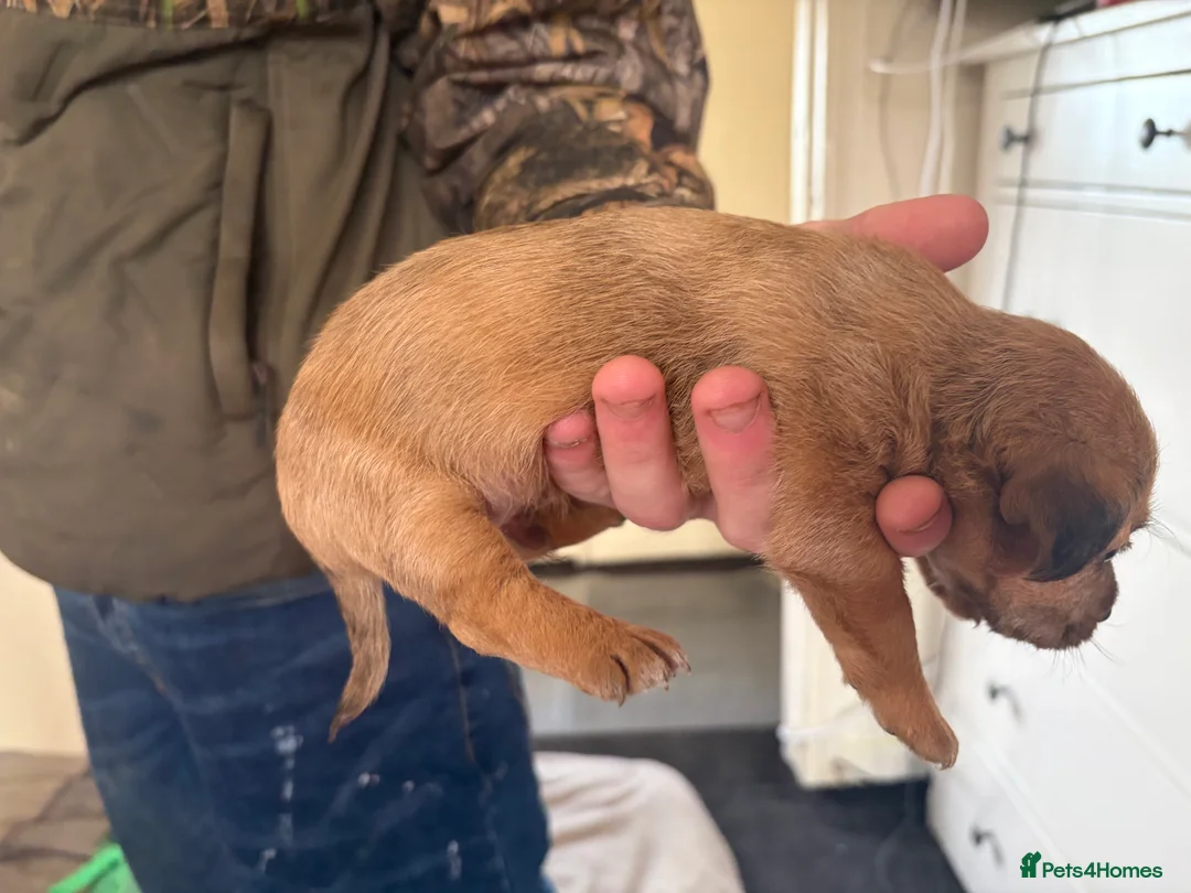 Jack Russell dogs for sale: Jack Russell puppies  - Advert 5