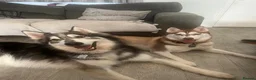 Mixed Breed dogs for sale: Family based husky cross puppies  in Clacton-on-Sea - Advert 5