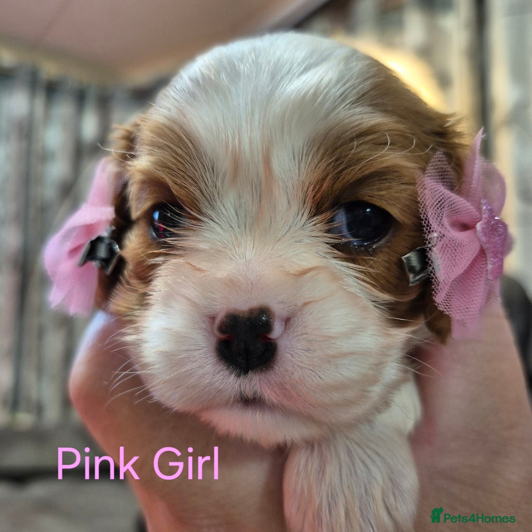 Cavalier King Charles Spaniel dogs for sale: KC Registered, Cavalier King Charles Spaniels  - Image 21