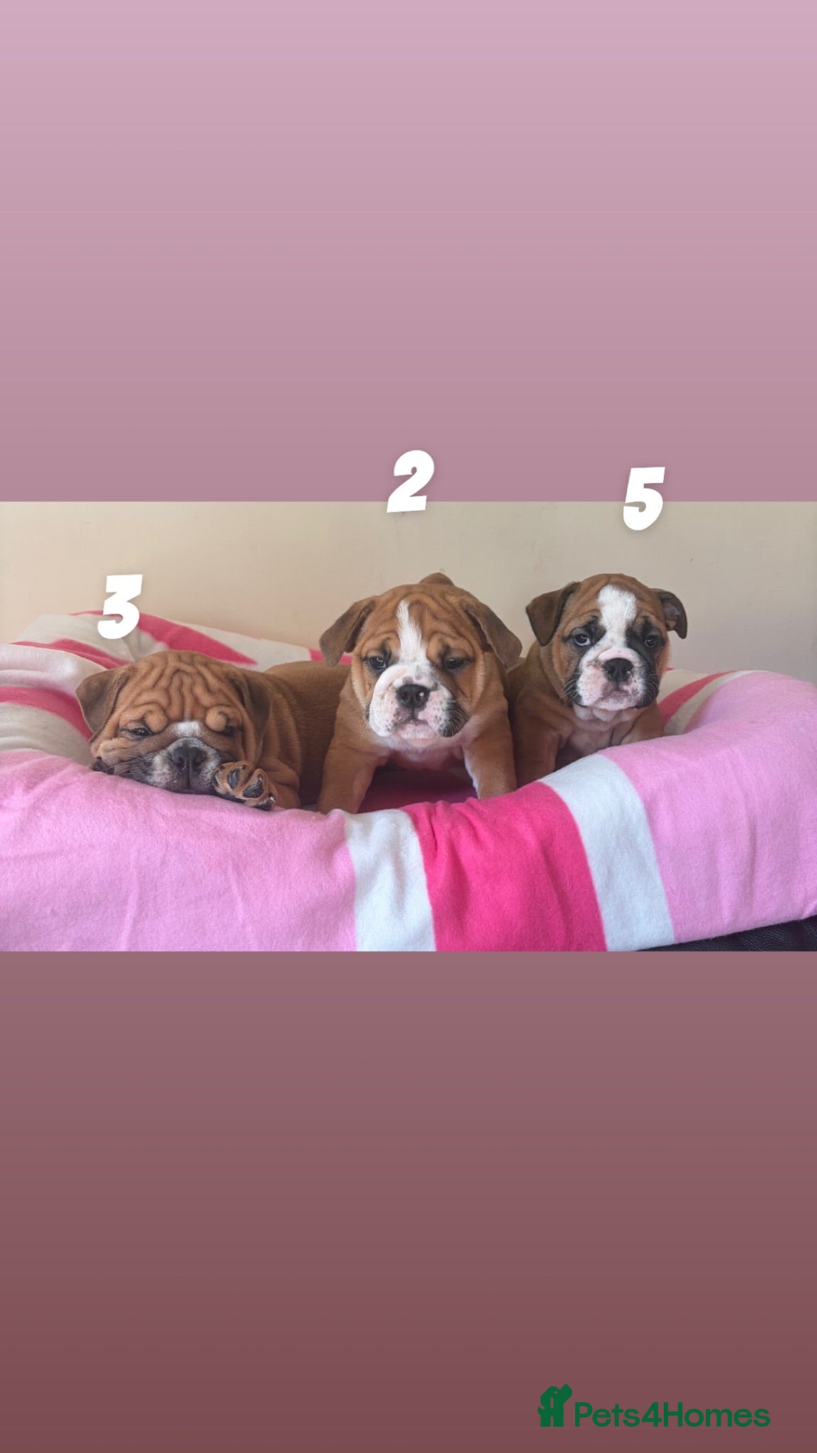 English Bulldog dogs TRADITIONAL BULLDOGS READY FOR THEIR FOREVER HOMES - Advert 6