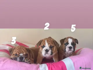 English Bulldog dogs TRADITIONAL BULLDOGS READY FOR THEIR FOREVER HOMES - Advert 6