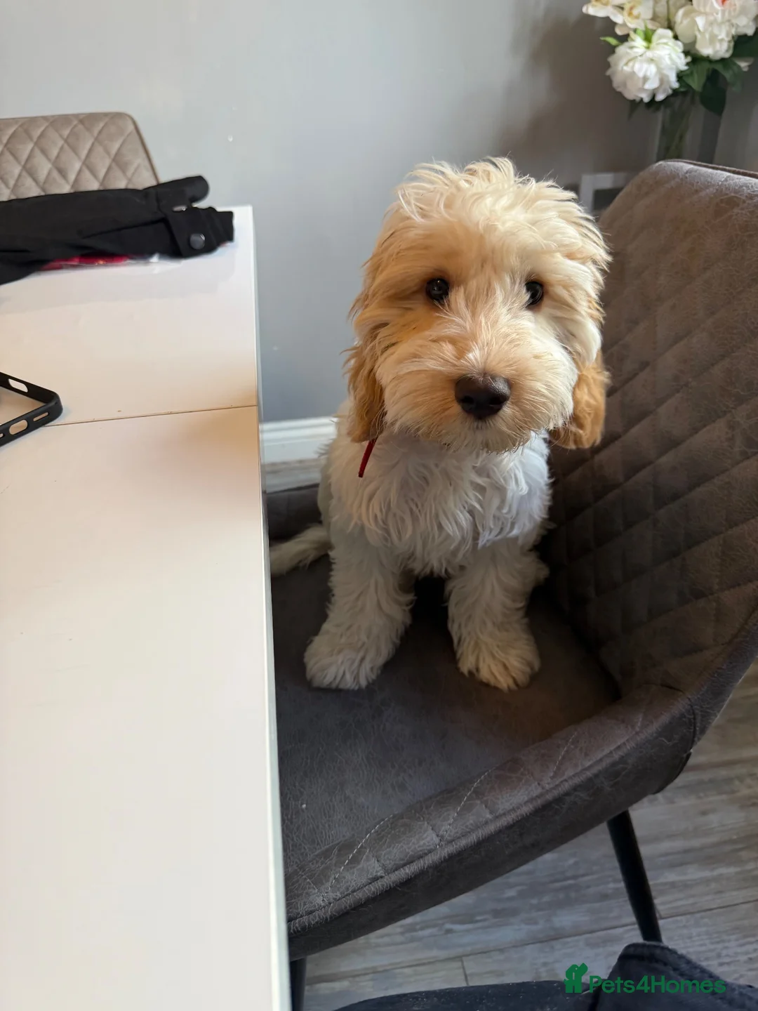 Cockapoo dogs for sale: Stanley the Cockapoo Puppy - Advert 5