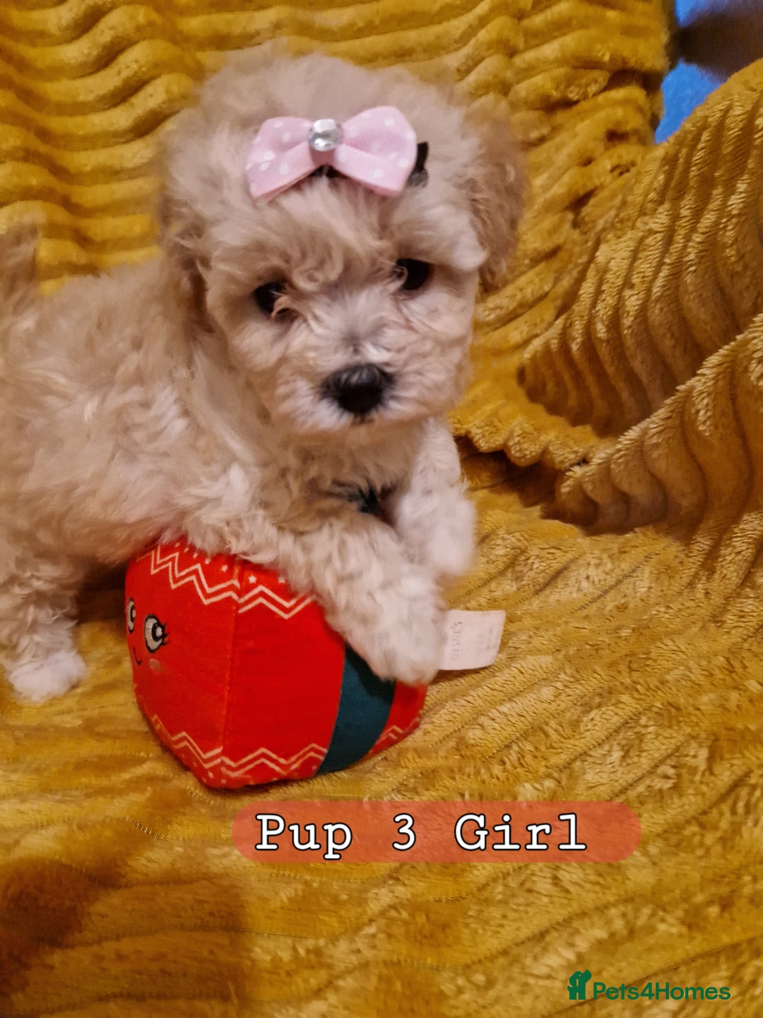 Poochon dogs for sale: 5 Cute and Cuddly Poochons  j  - Advert 7