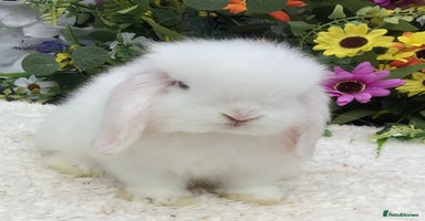 Mini Lop rabbits - Advert 4