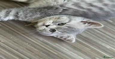 British Shorthair cats - Advert 11