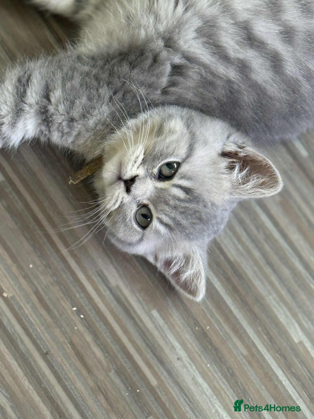 British Shorthair cats for sale: Gorgeous blue  British shorthairs  - Image 2