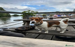 Jack Russell dogs for stud: Jack Russel stud  - Image 3