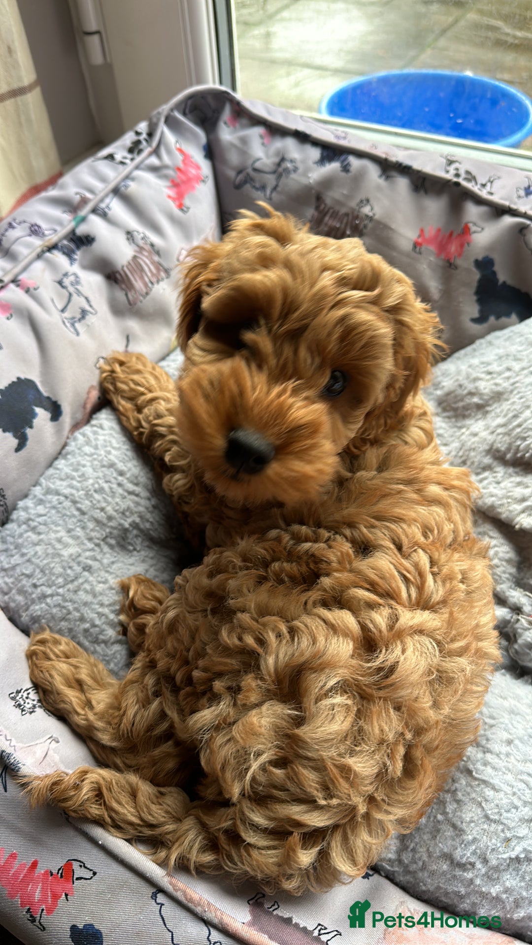 Cockapoo dogs for sale: F2B Cockapoos due 23rd Dec - Advert 5