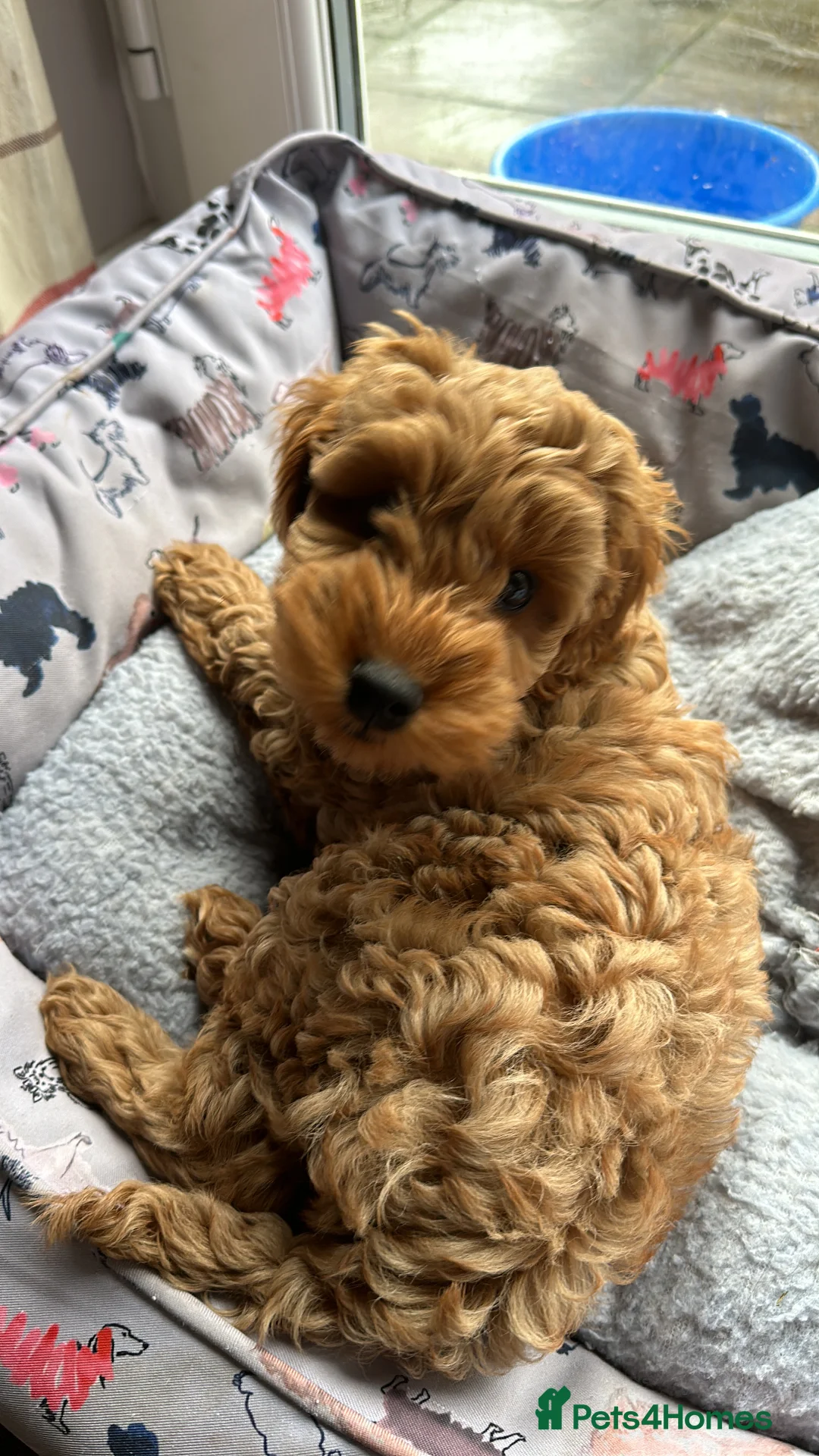 Cockapoo dogs for sale: F2b ready to go home 14th Feb  - Advert 5