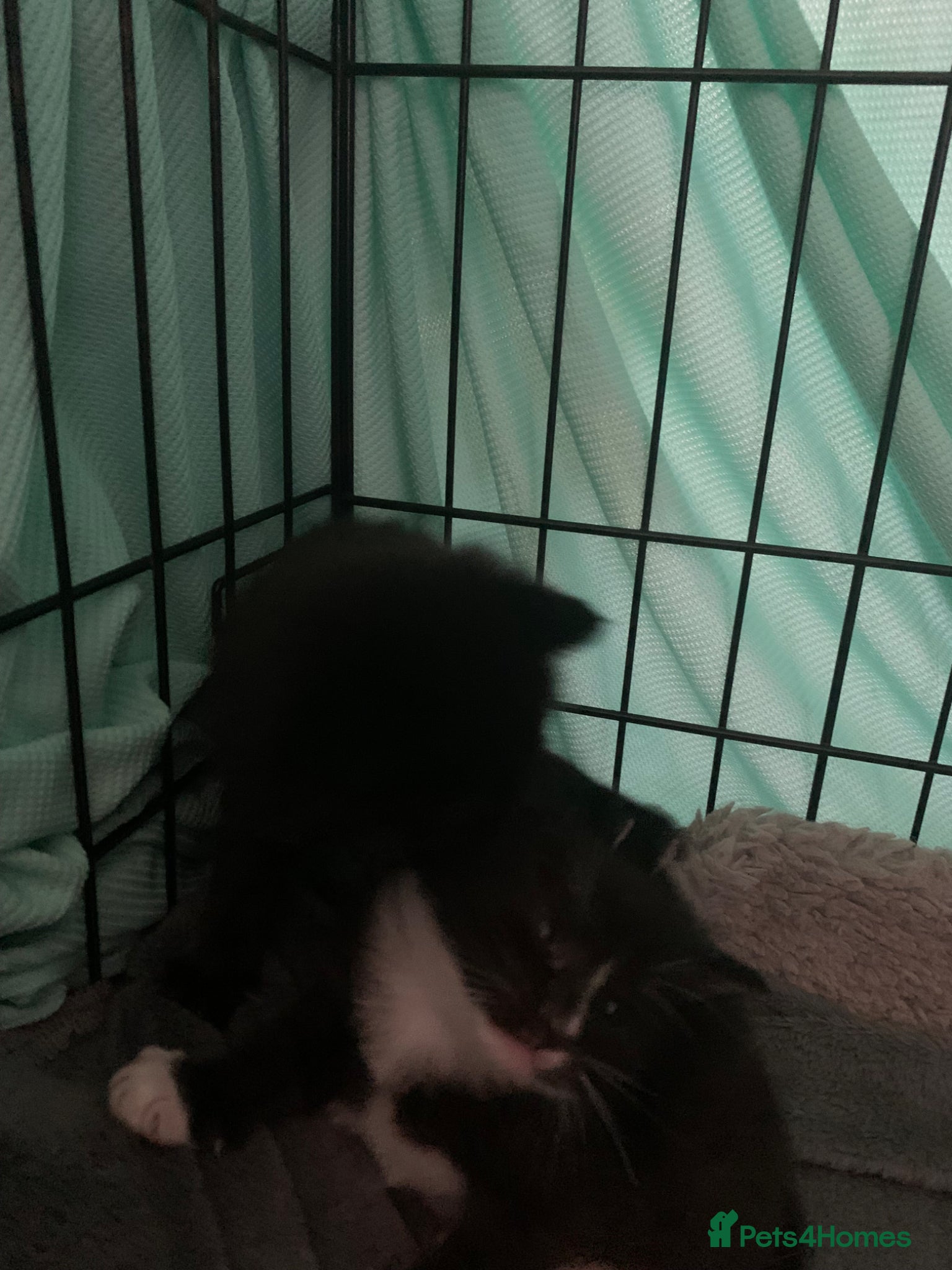 Mixed Breed cats for sale: beautiful kittens - Advert 9