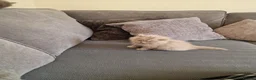 British Longhair cats for sale: Iman EL HAJJ - Advert 4