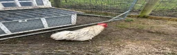Chickens poultry for sale: Bantam cockerels - Advert 2