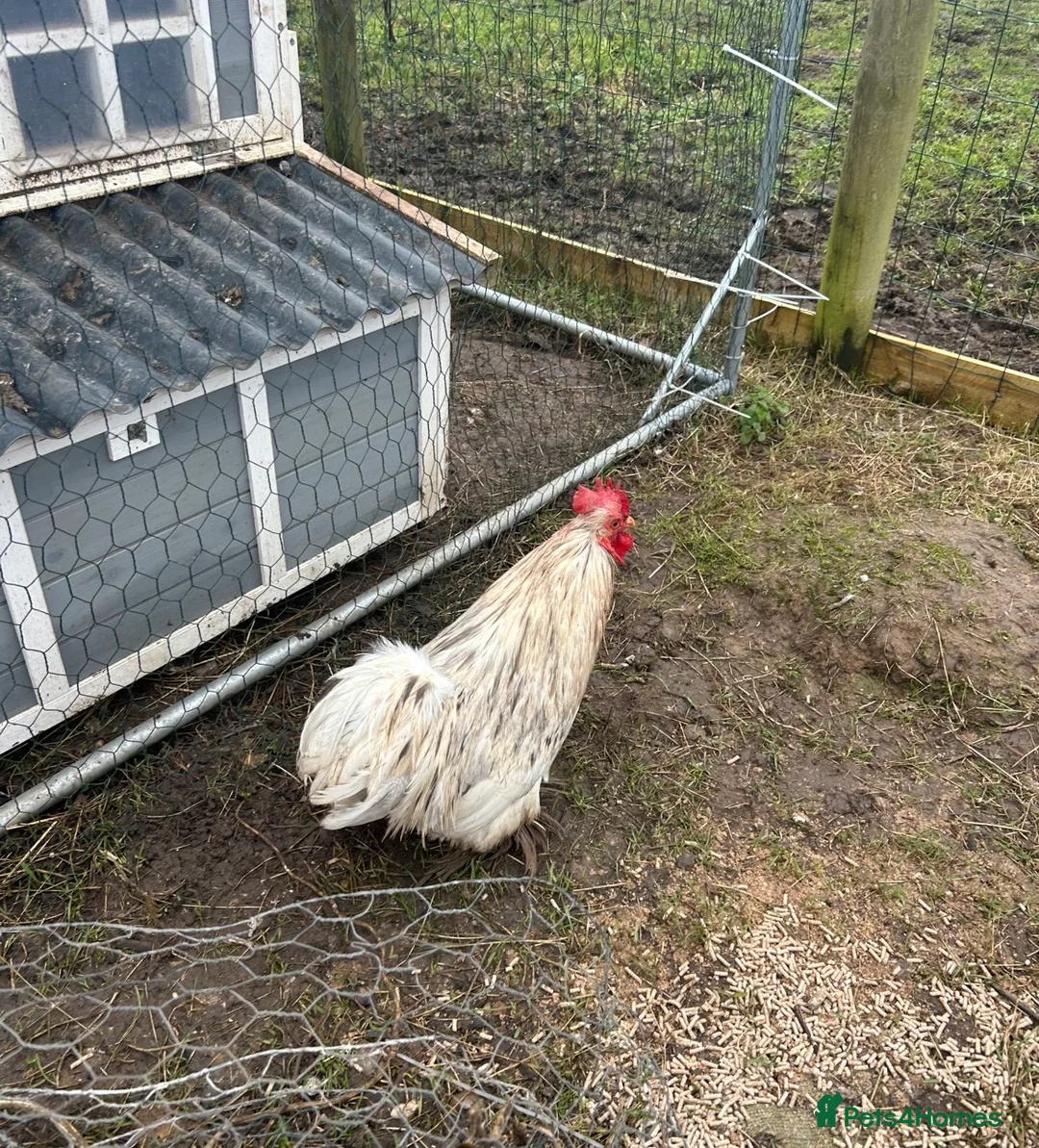 Chickens poultry for sale: Bantam cockerels - Advert 2