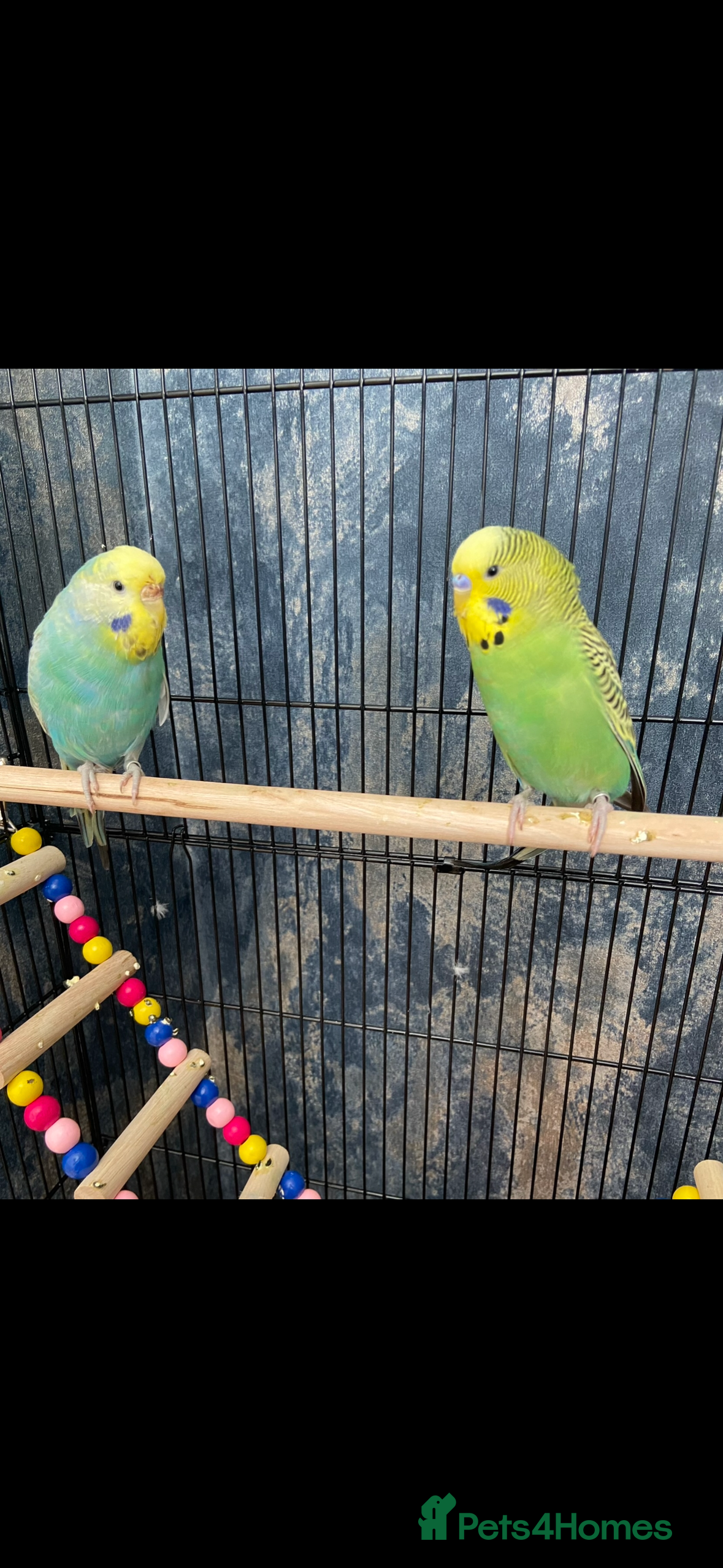 Budgerigars birds 2 budgies and full set up - Advert 1