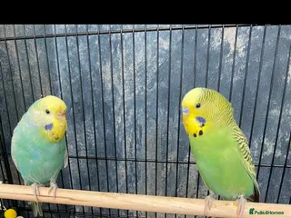 Budgerigars birds 2 budgies and full set up - Advert 4