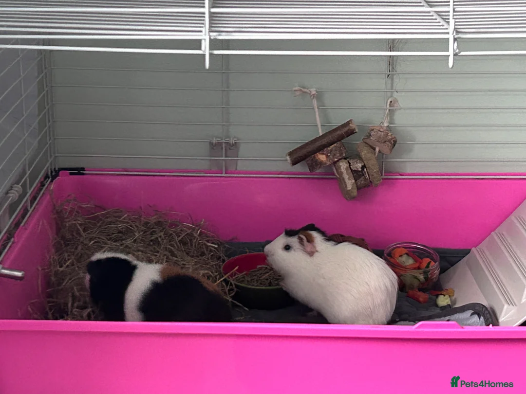 Guinea Pig rodents for sale: Two male Guinea pigs in need of a loving home  in Robertsbridge - Advert 6