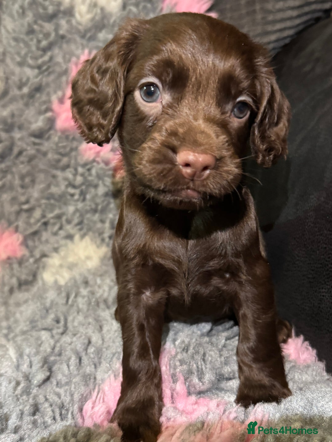 Cocker Spaniel dogs for sale: Beautiful Working Cocker Spaniel puppies - Image 2