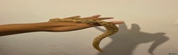 Snake reptiles for sale: CB22 Male Conda Het Albino Hognose  - Advert 3