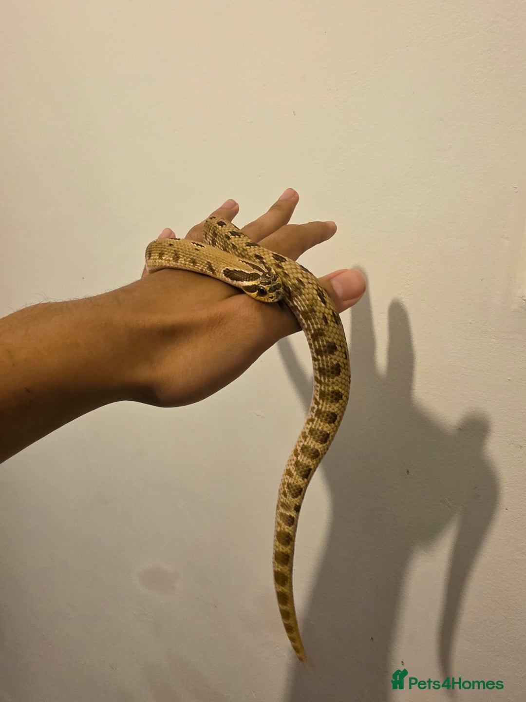 Snake reptiles for sale: CB22 Male Conda Het Albino Hognose  - Advert 3