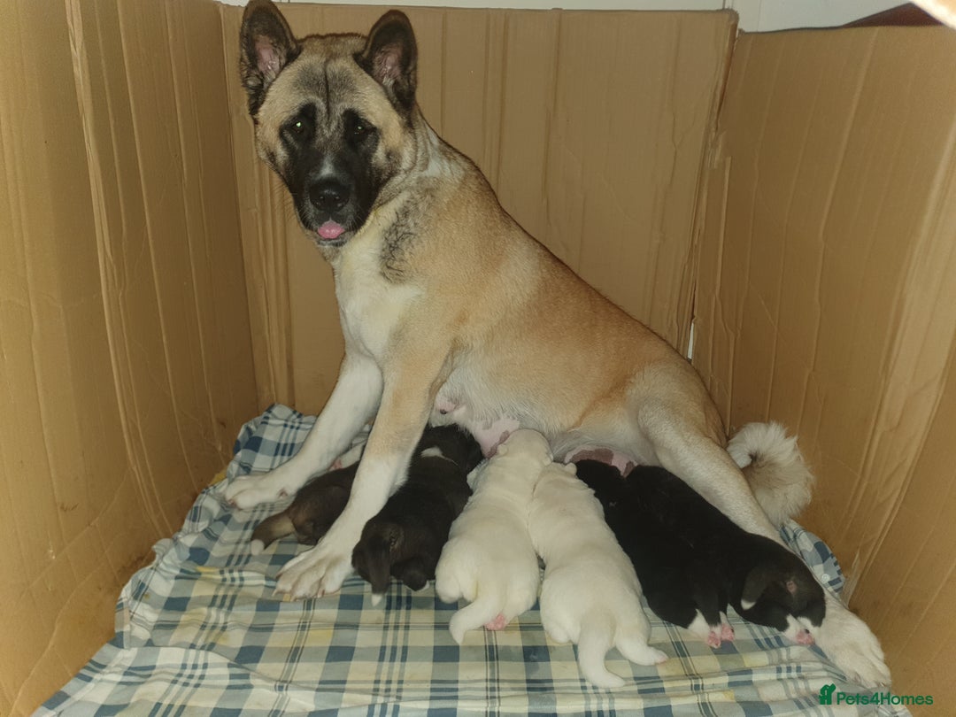 Akita dogs for sale: 7 absolutely gorgeous American Akita pups - Image 9