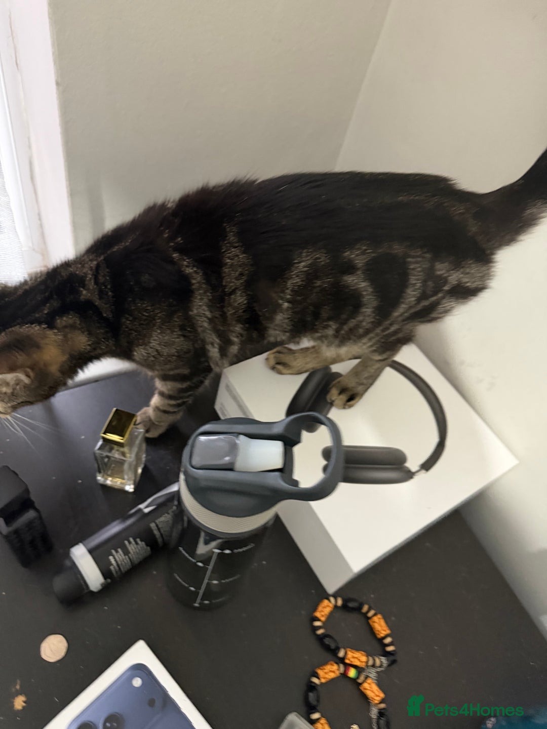 American Shorthair cats for sale: Taz And Tigger (Price Negotiable) - Advert 3