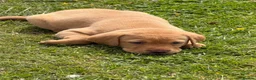 Labrador Retriever dogs for sale: KC Labrador pups for sale (fox red and black) in Shrewsbury - Advert 14