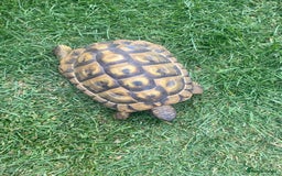 Hermann Tortoise reptiles for sale: Male Hermann Tortoise  in Swadlincote - Image 3